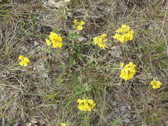 Alyssum montanum gmelinii