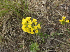 Alyssum montanum gmelinii