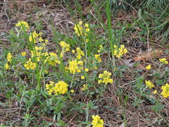 Alyssum montanum gmelinii