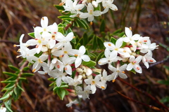 Pimelea gnidia