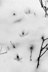 Phasianus colchicus