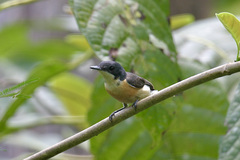 Myiagra vanikorensis