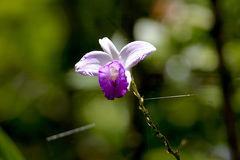 Arundina graminifolia