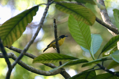 Pachycephala vitiensis