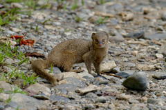 Urva auropunctata