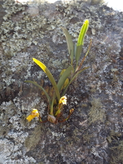 Maxillaria picta
