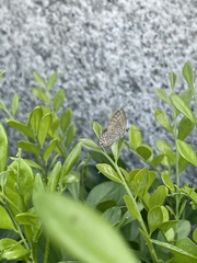 Luthrodes pandava