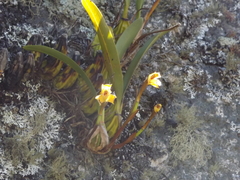 Maxillaria picta