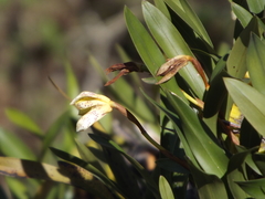 Maxillaria picta