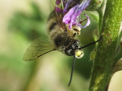 Eucera nigrilabris