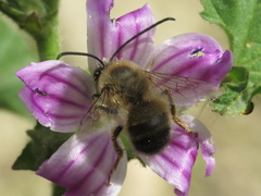Eucera nigrilabris