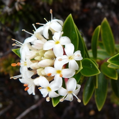 Pimelea gnidia
