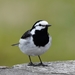 Black-backed Wagtail - Photo (c) Валерия Ковалева, some rights reserved (CC BY), uploaded by Валерия Ковалева
