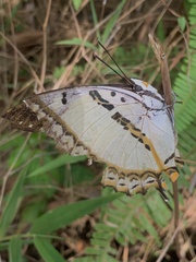 Polyura nepenthes