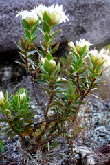 Pimelea gnidia