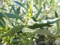 Myoporum platycarpum