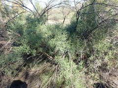 Myoporum platycarpum