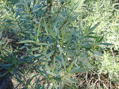 Myoporum platycarpum