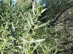Myoporum platycarpum
