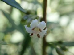 Myoporum platycarpum