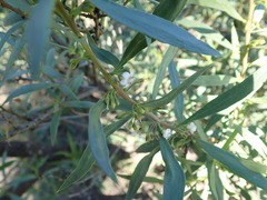 Myoporum platycarpum