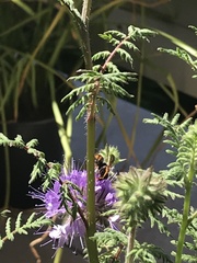 Rhodanthidium sticticum