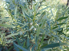 Myoporum platycarpum