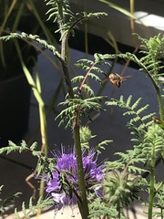 Rhodanthidium sticticum