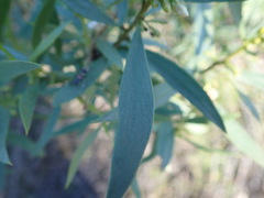 Myoporum platycarpum