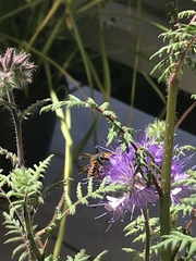 Rhodanthidium sticticum