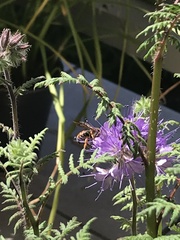 Rhodanthidium sticticum