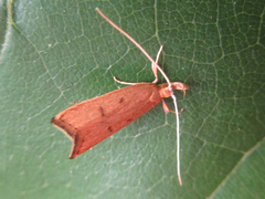 Lecitholaxa thiodora