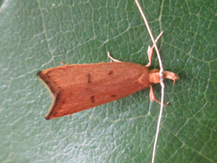 Lecitholaxa thiodora