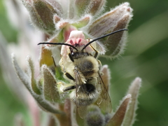 Eucera nigrilabris