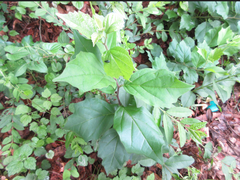 Maclura tricuspidata