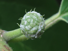 Maclura tricuspidata