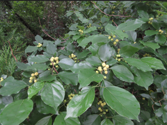 Maclura tricuspidata