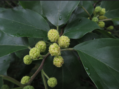 Maclura tricuspidata