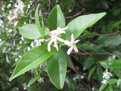 Trachelospermum asiaticum