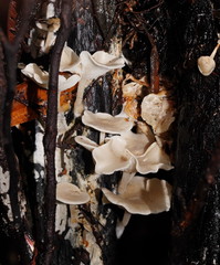 Clitocybe semiocculta