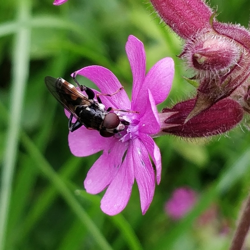 Tooth-thighed Hoverfly, 6708 Wageningen, Nederland, photo 10 of 10