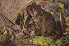 Bufo bufo