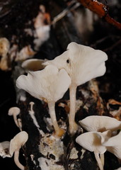 Clitocybe semiocculta