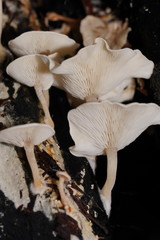 Clitocybe semiocculta