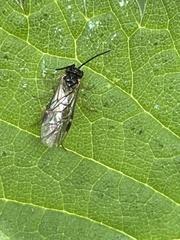 Blennocampinae