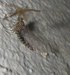 Siphlonurus quebecensis