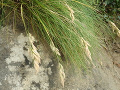 Poa astonii