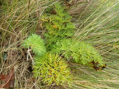 Anisotome lyallii