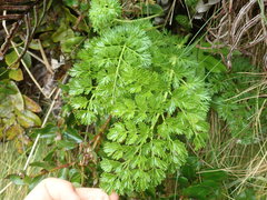 Anisotome lyallii