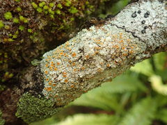 Brigantiaea chrysosticta